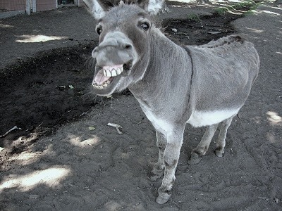 donkey1